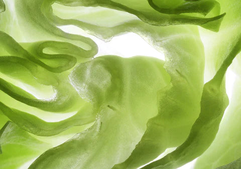 Bioavailable Vitamin A